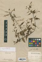Isotype of Serjania lanceolata Cambess. [family SAPINDACEAE]