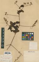 Type of Serjania pedicellaris Radlk. [family SAPINDACEAE]