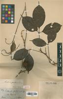 Isotype of Paullinia paullinioides Radlk. [family SAPINDACEAE]