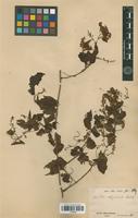 Syntype of Urvillea stipitata Radlk. [family SAPINDACEAE]