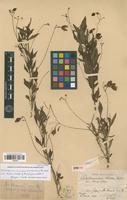 Lectotype of Cardiospermum strictum Radlk. [family SAPINDACEAE]