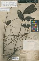Syntype of Talisia carinata Radlk. [family SAPINDACEAE]
