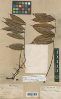 Isotype of Talisia pilosula Sagot [family SAPINDACEAE]