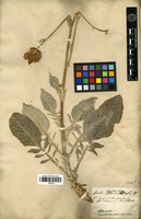 Type of Centaurea oliveriana DC. [family ASTERACEAE]