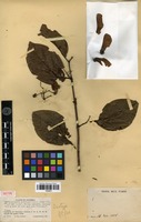 Isotype of Banisteriopsis inebrians C.V.Morton [family MALPIGHIACEAE]