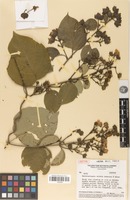 Isotype of Banisteriopsis valvata W.R.Anderson & B.Gates [family MALPIGHIACEAE]