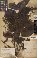 Holotype of Zanthoxylum rhetsoides Drake [family RUTACEAE]