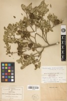 Isotype of Zanthoxylum longipes Rose [family RUTACEAE]