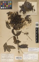 Isotype of Zanthoxylum pringlei S.Watson [family RUTACEAE]