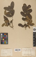 Isotype of Zanthoxylum rigidum Humb. & Bonpl. ex Willd. [family RUTACEAE]