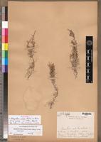 Isotype of Selaginella nivea Alston subsp. nivea [family PTERIDOPHYTA]