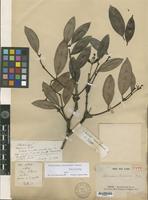 Holotype of Chilocarpus beccarianus Pierre [family APOCYNACEAE]