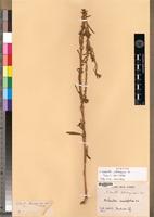 Isosyntype of Nidorella solidaginea DC. [family ASTERACEAE]