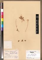 Isotype of Felicia bellidioides Schltr. [family ASTERACEAE]