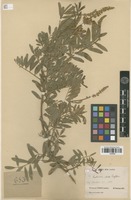 Type of Tephrosia elata Deflers [family FABACEAE]