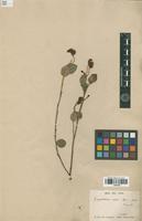 Type of Gompholobium ovatum Meisn. [family FABACEAE]