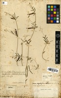 Filed as Vicia sativa L. [family FABACEAE]