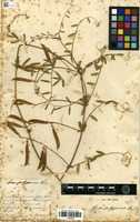 Filed as Vicia altissima Desf. [family FABACEAE]