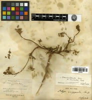 Filed as Daucus littoralis Sibth. & Sm. [family APIACEAE]
