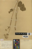 Type of Astrantia pontica Albov [family APIACEAE]