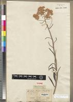 Isotype of Helichrysum stenopterum DC. [family ASTERACEAE]