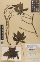 Isotype of Merremia tuberosa (L.) Rendle [family CONVOLVULACEAE]