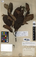 Syntype of Micromeles griffithii Decne. [family ROSACEAE]