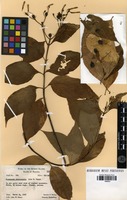 Isotype of mussaenda raiateensis J.W.Moore [family RUBIACEAE]