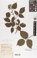 Isotype of Rubus condensatus P.J.Müll. [family ROSACEAE]