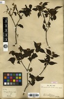 Type? of Cornus excelsa Kunth [family CORNACEAE]
