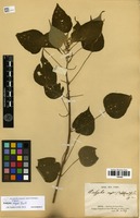 Syntype of Acalypha major Baill. [family EUPHORBIACEAE]