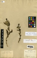 Syntype of Odonteilema claussenii Turcz. [family EUPHORBIACEAE]