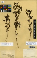 Type? of Acalypha multicaulis Müll.Arg. var. tomentella Müll.Arg. [family EUPHORBIACEAE]