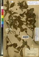 Syntype of Acalypha variabilis Klotzsch ex Baill. var. albescens Baill. [family EUPHORBIACEAE]