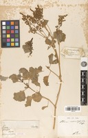 Isotype of atriplex rotundifolia Dombey ex Moq. [family AMARANTHACEAE]