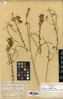 Syntype of cleome scheffleri Briq. [family CLEOMACEAE]