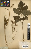 Filed as Heracleum sphondylium L. subsp. sphondylium [family APIACEAE]