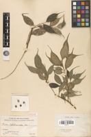 Syntype of Ficus validicaudata Merr. [family MORACEAE]