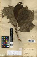 Type? of Ficus congesta Roxb. [family MORACEAE]