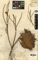 Type? of Ficus cuspidata Reinw. ex Blume [family MORACEAE]