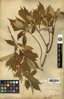 Type of Ficus formosana Maxim. [family MORACEAE]