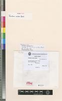 Isosyntype of Thuidium nutans Besch. [family THUIDIACEAE]