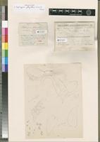 Holotype of Isopterygium phlyctitheca P. de la Varde [family HYPNACEAE]