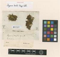 Isotype of Trichosteleum boschii (Dozy & Molk.) A. Jaeger [family SEMATOPHYLLACEAE]