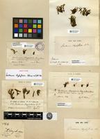 Isotype of Bartramia ithyphylloides Schimp. ex Müll. Hal. [family BARTRAMIACEAE]