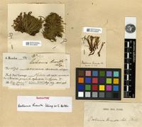 Isosyntype of Bartramia thrausta Schimp. ex E. Britton [family BARTRAMIACEAE]