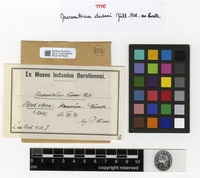 Type of Macromitrium dusenii Müll. Hal. ex Broth. [family ORTHOTRICHACEAE]
