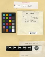 Holotype of Macromitrium formosae Cardot [family ORTHOTRICHACEAE]