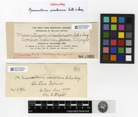 Isosyntype of Macromitrium insularum Sull. & Lesq. [family ORTHOTRICHACEAE]