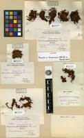 Isosyntype of Macromitrium lamprocarpum Müll. Hal. ex Renauld & Cardot [family ORTHOTRICHACEAE]